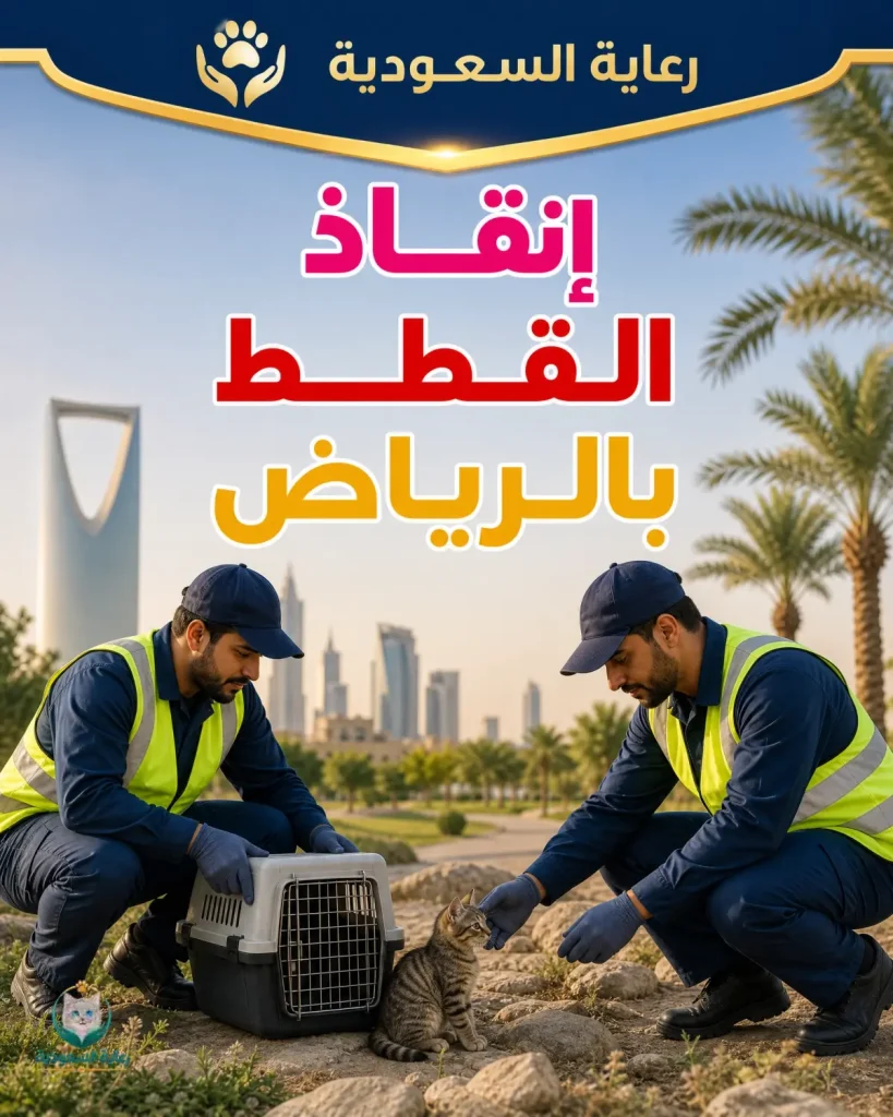إنقاذ القطط بالرياض