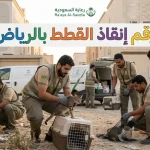 رقم إنقاذ القطط بالرياض