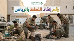 رقم إنقاذ القطط بالرياض