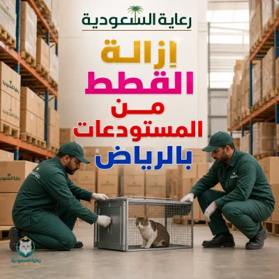 إزالة القطط من المستودعات بالرياض