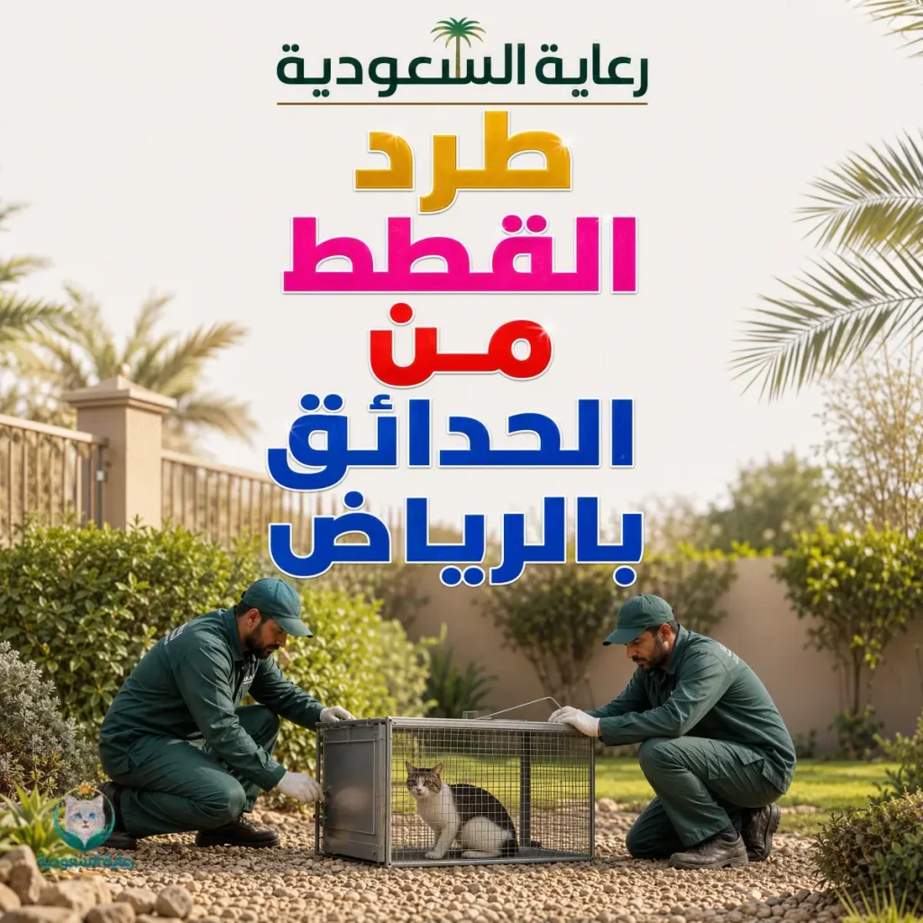 طرد القطط من الأسطح بالرياض