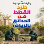 طرد القطط من الأسطح بالرياض